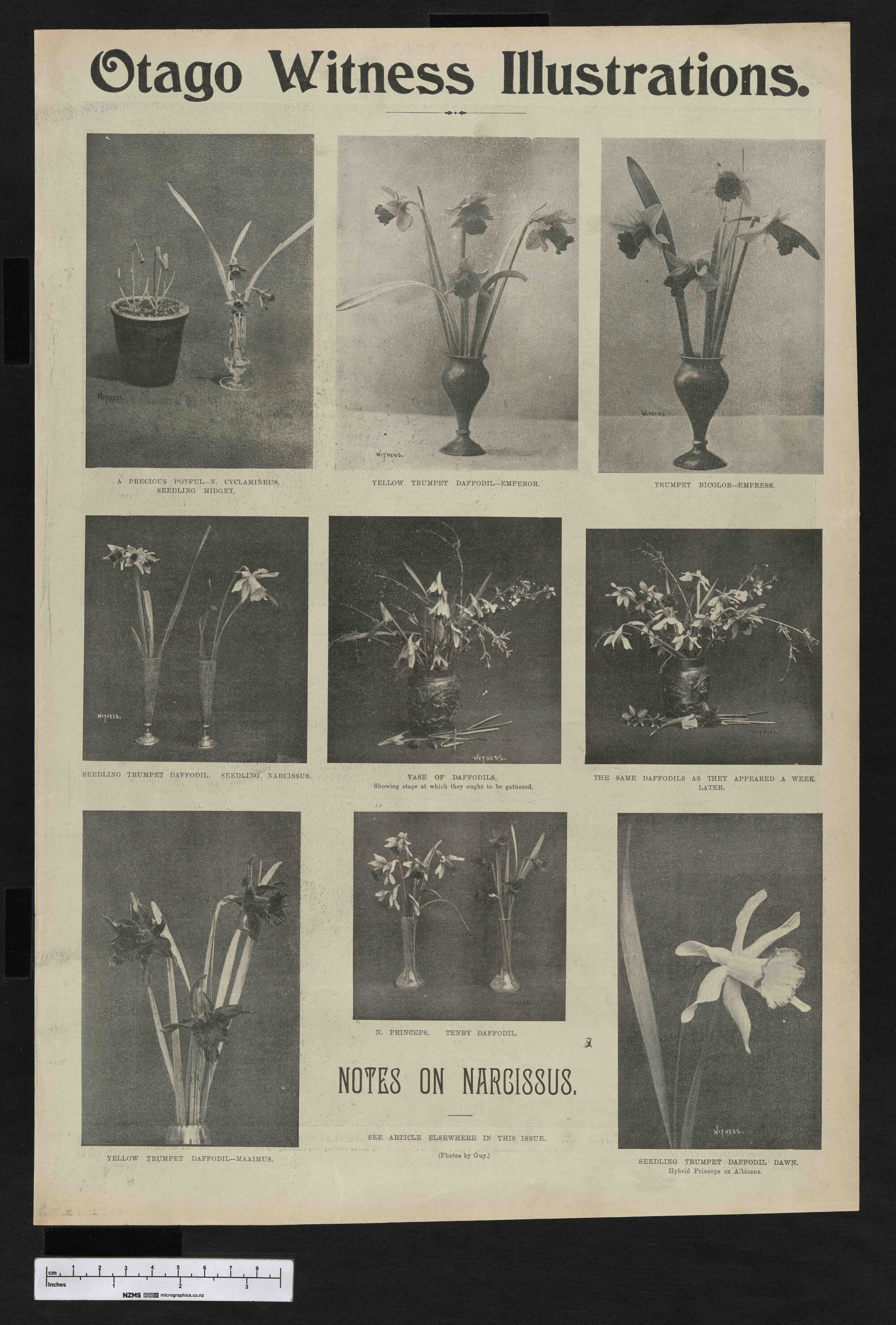 1901-10-02 Otago Witness