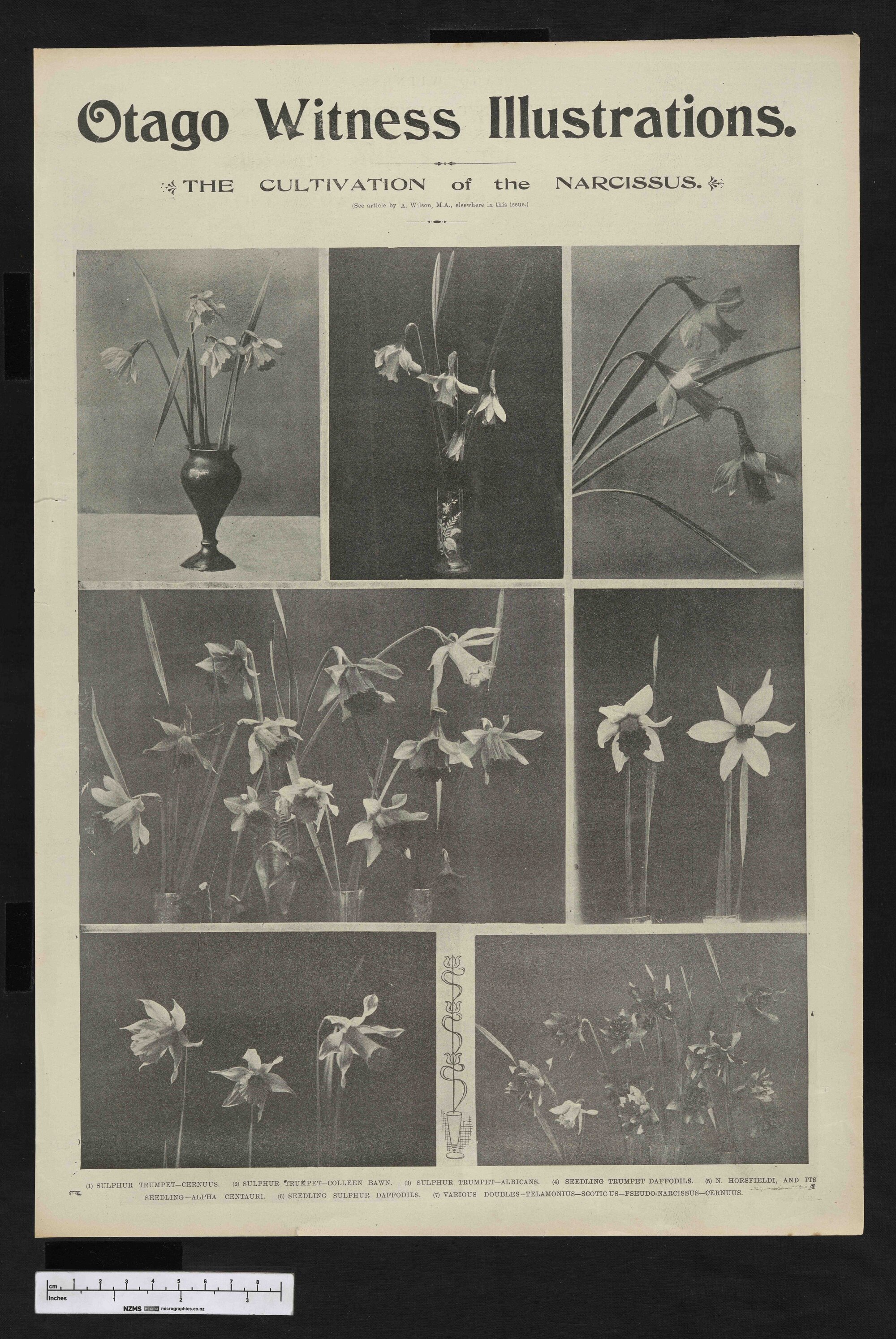 1901-10-09 Otago Witness