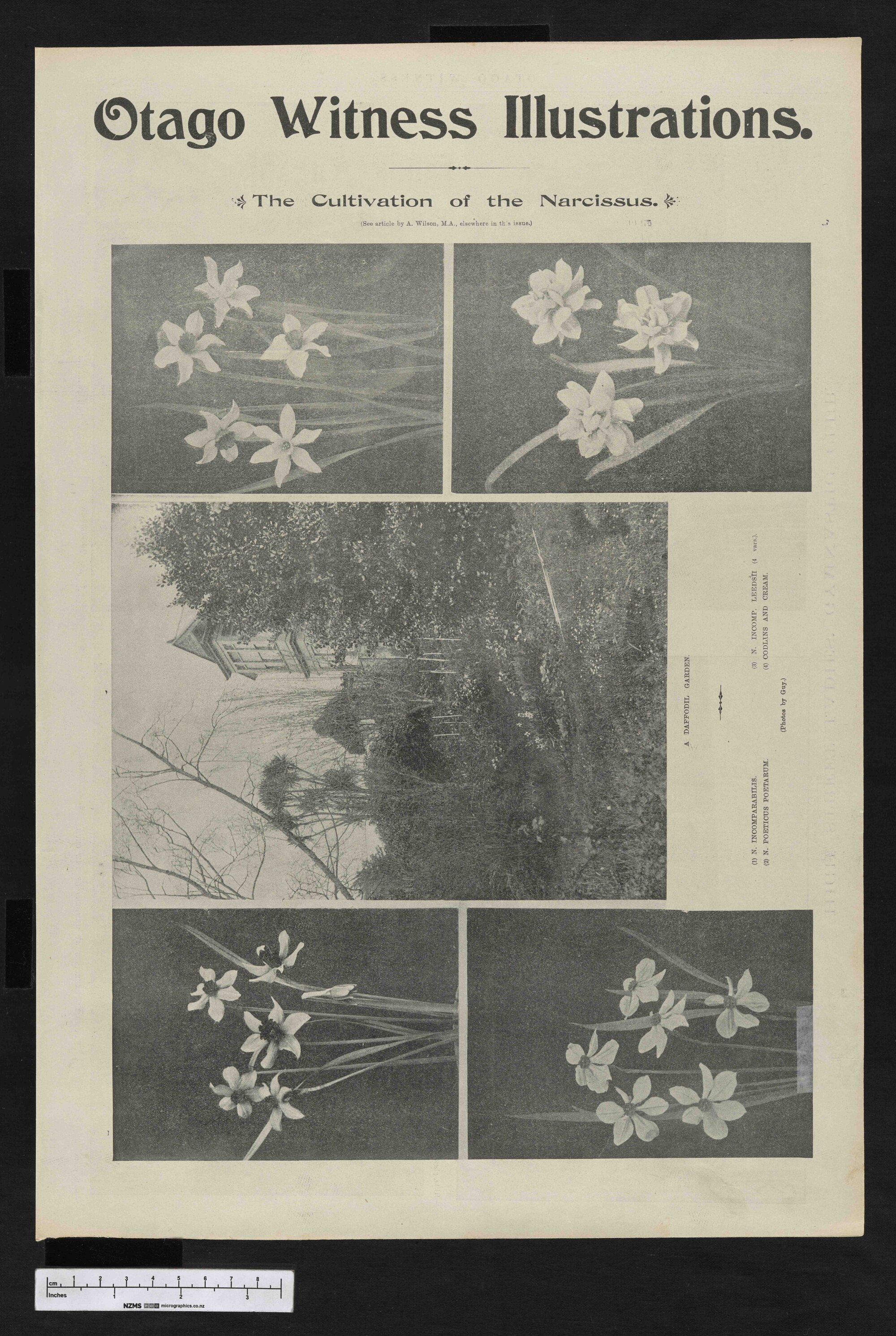 1901-10-16 Otago Witness