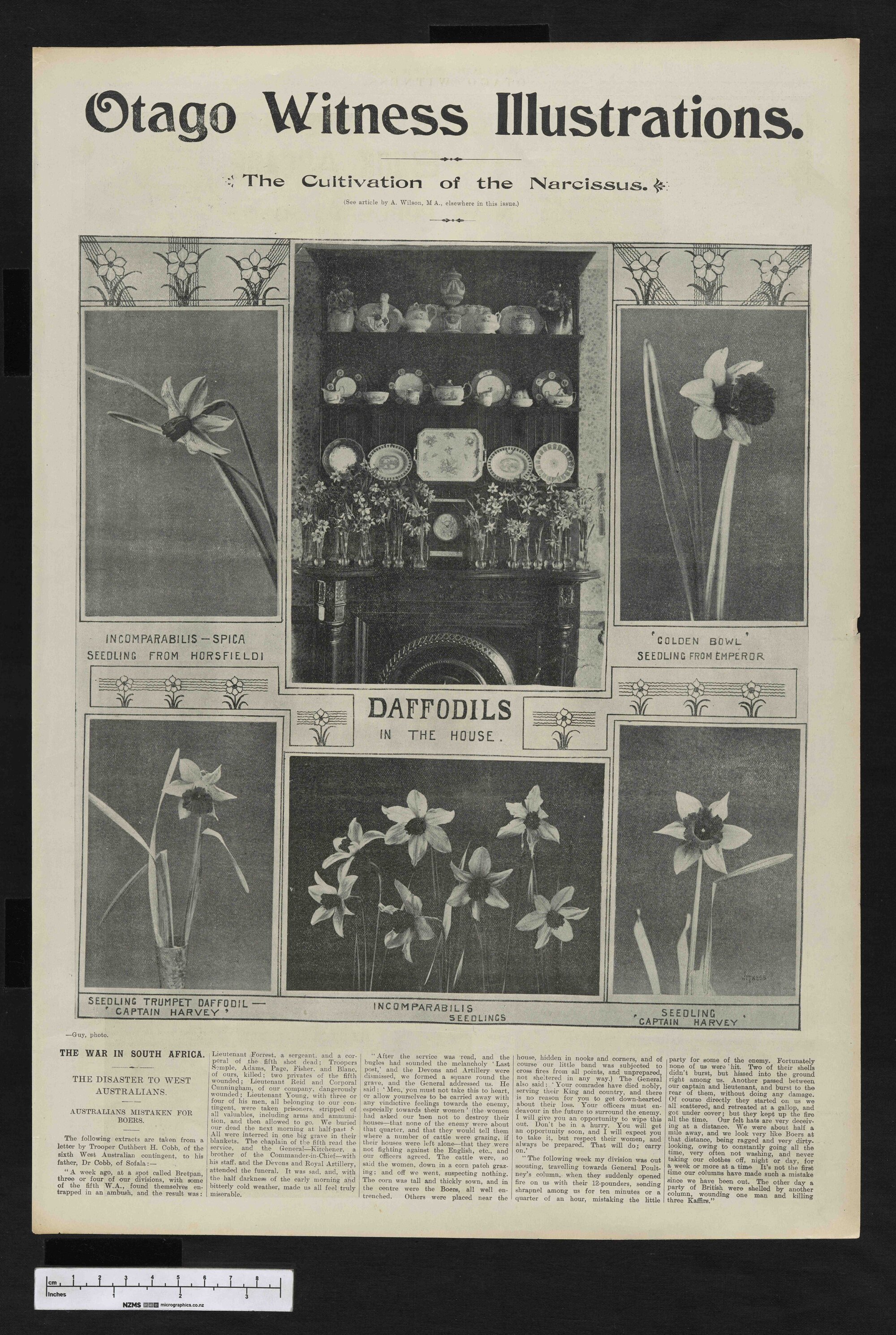 1901-10-23 Otago Witness