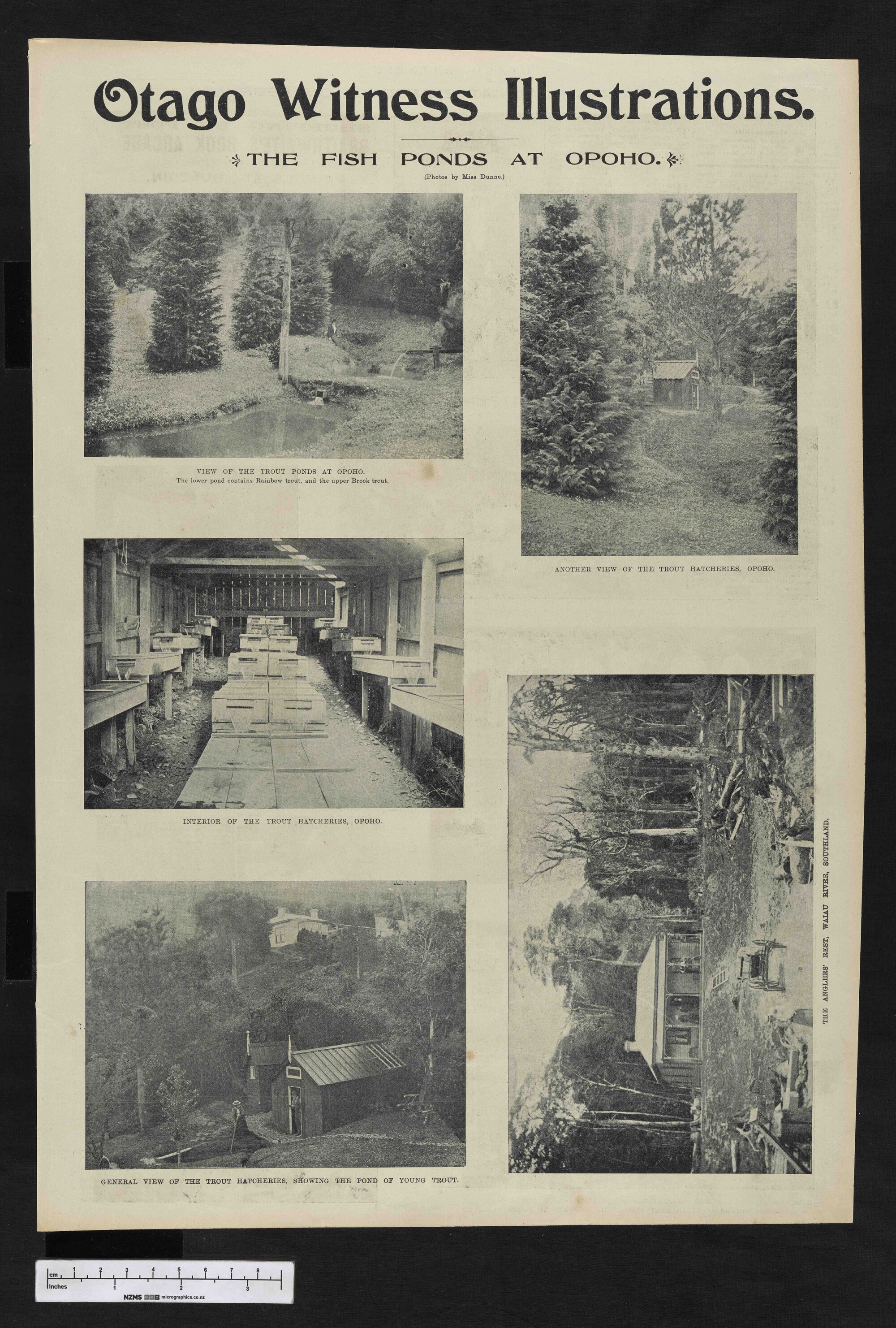 1902-02-12 Otago Witness
