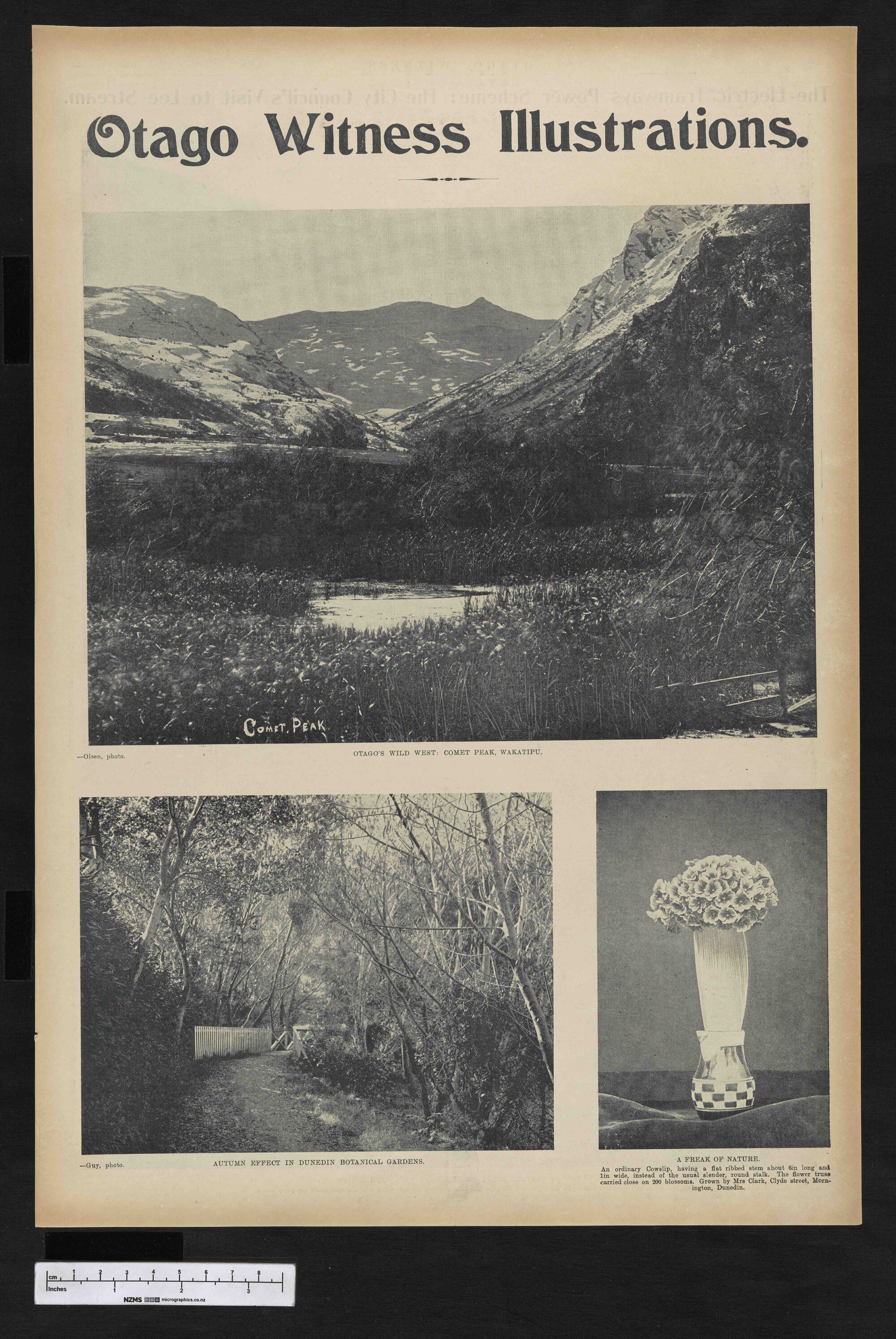 1902-12-17 Otago Witness