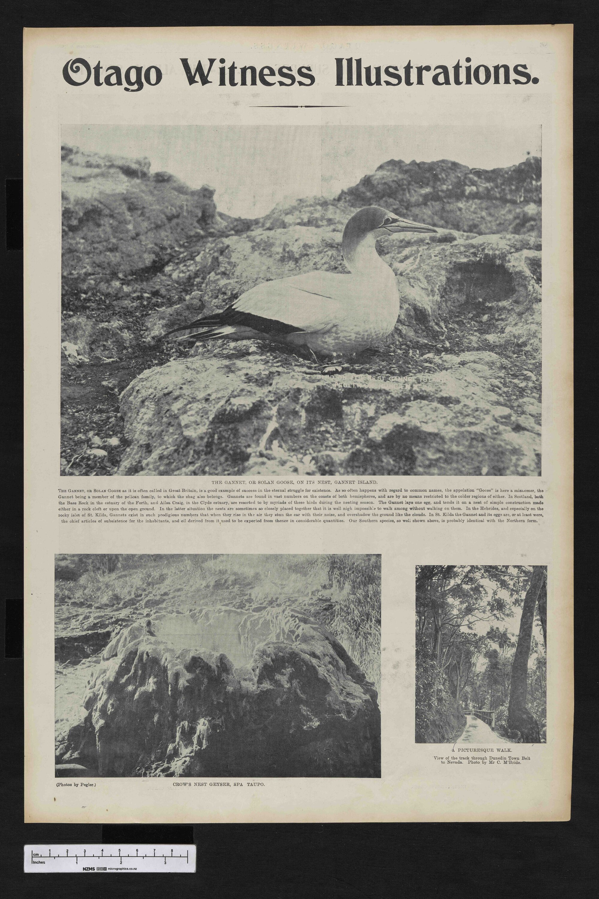 1903-09-09 Otago Witness