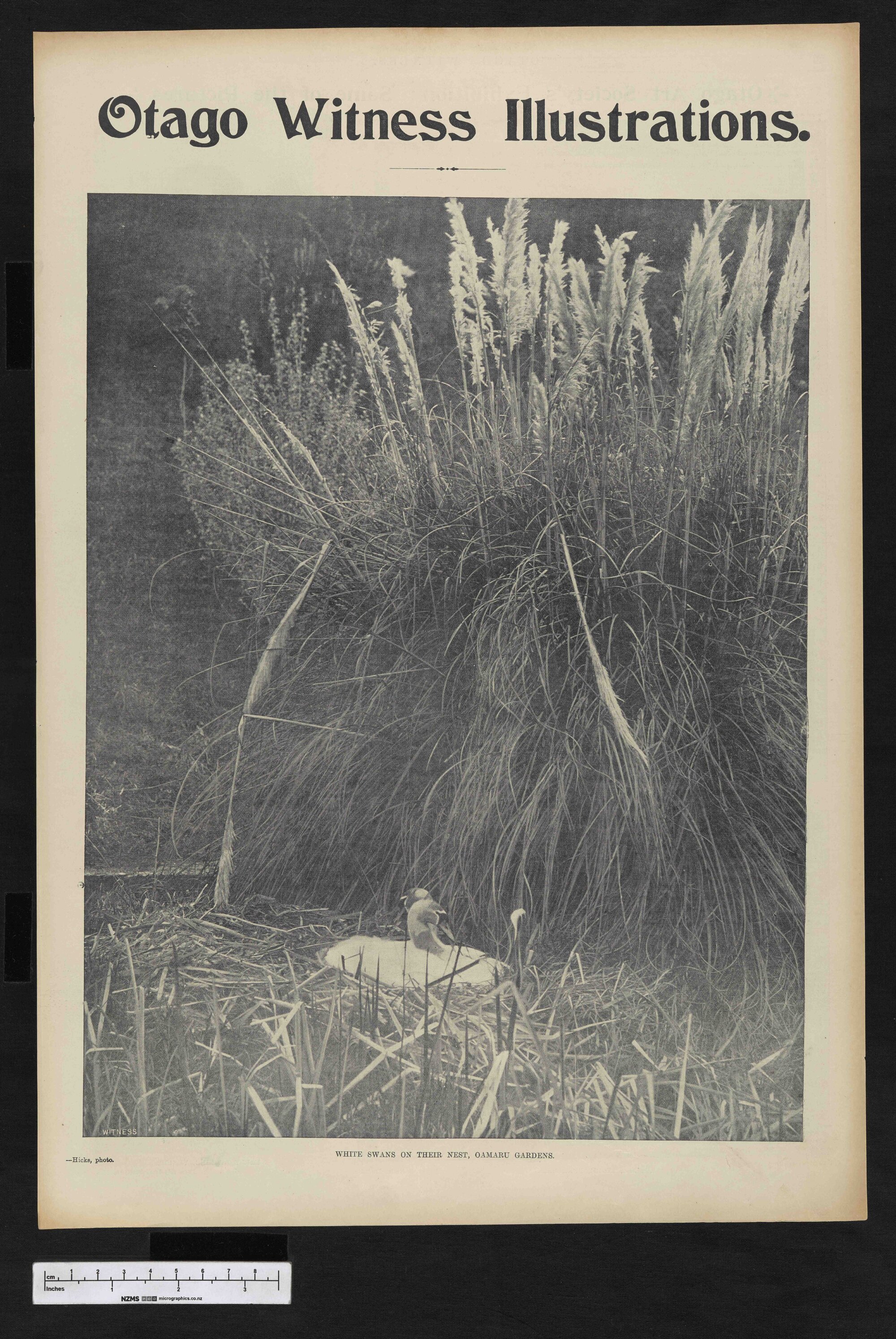 1903-11-18 Otago Witness