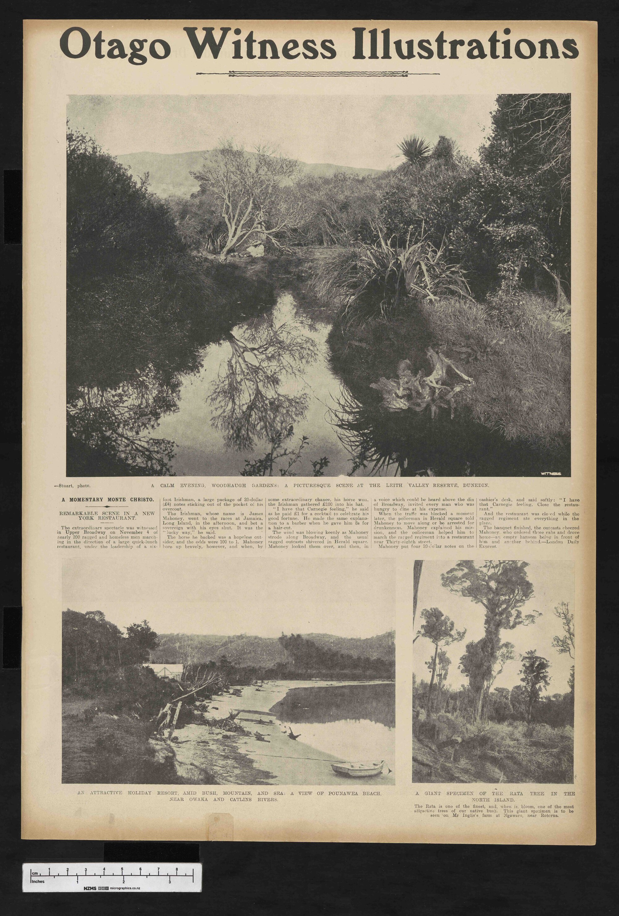 1905-04-19 Otago Witness