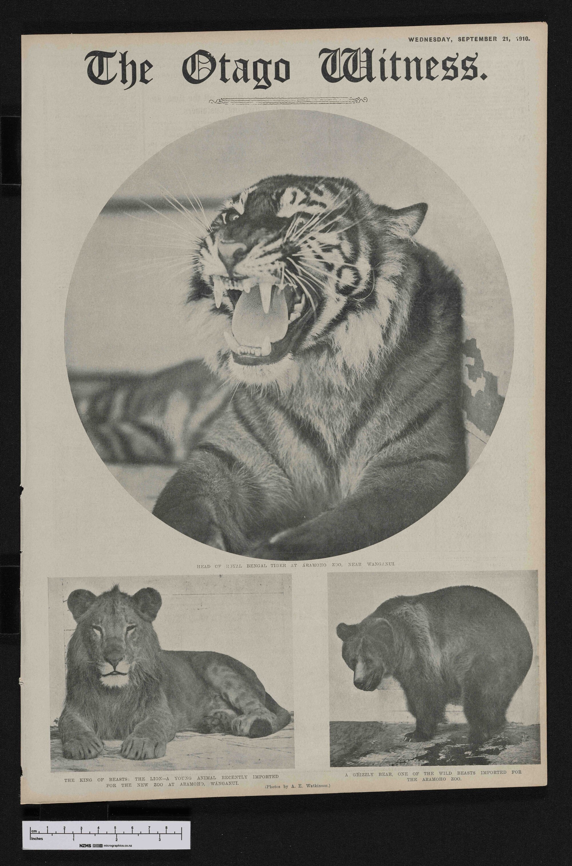 1910-09-21 Otago Witness