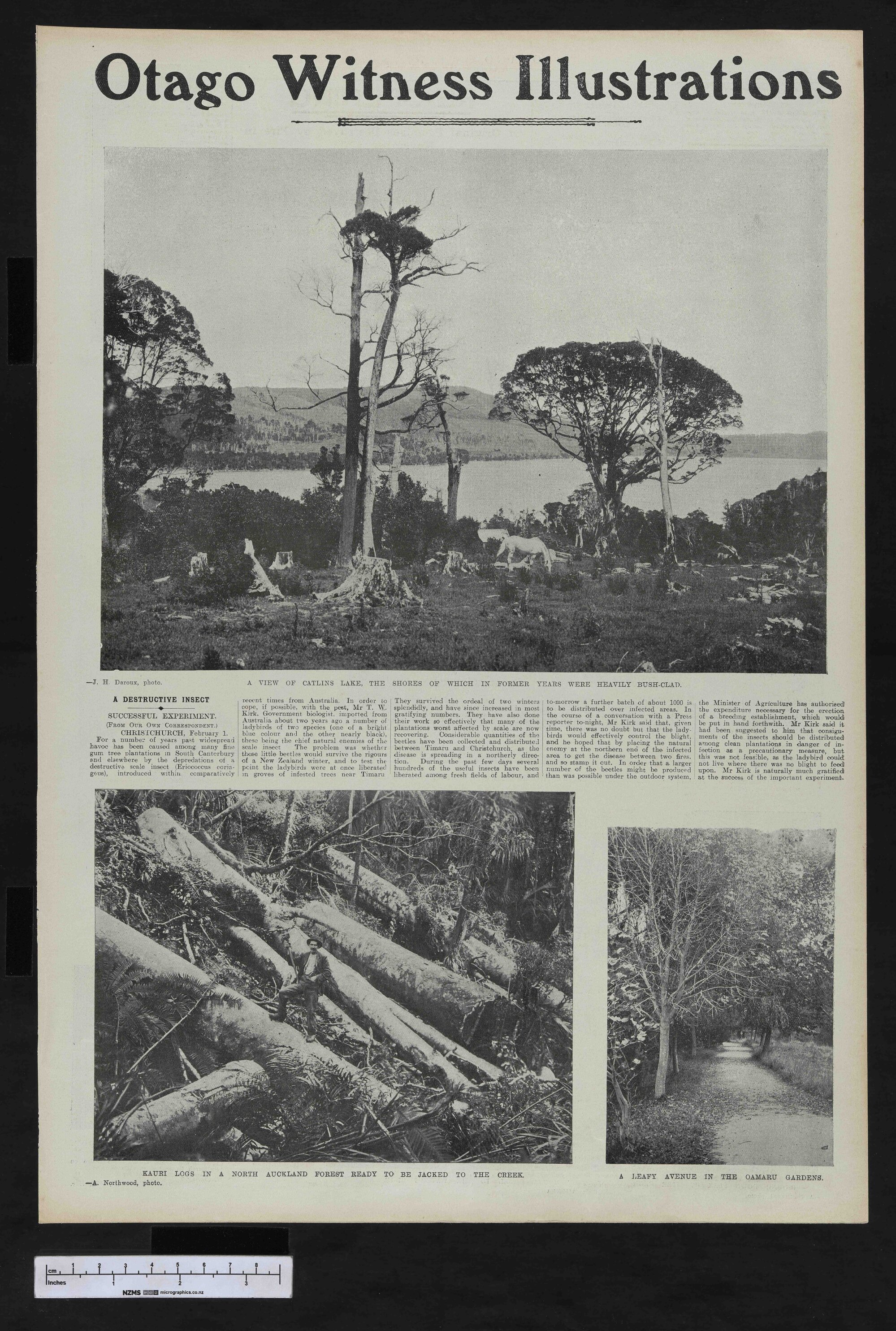 1907-02-13 Otago Witness