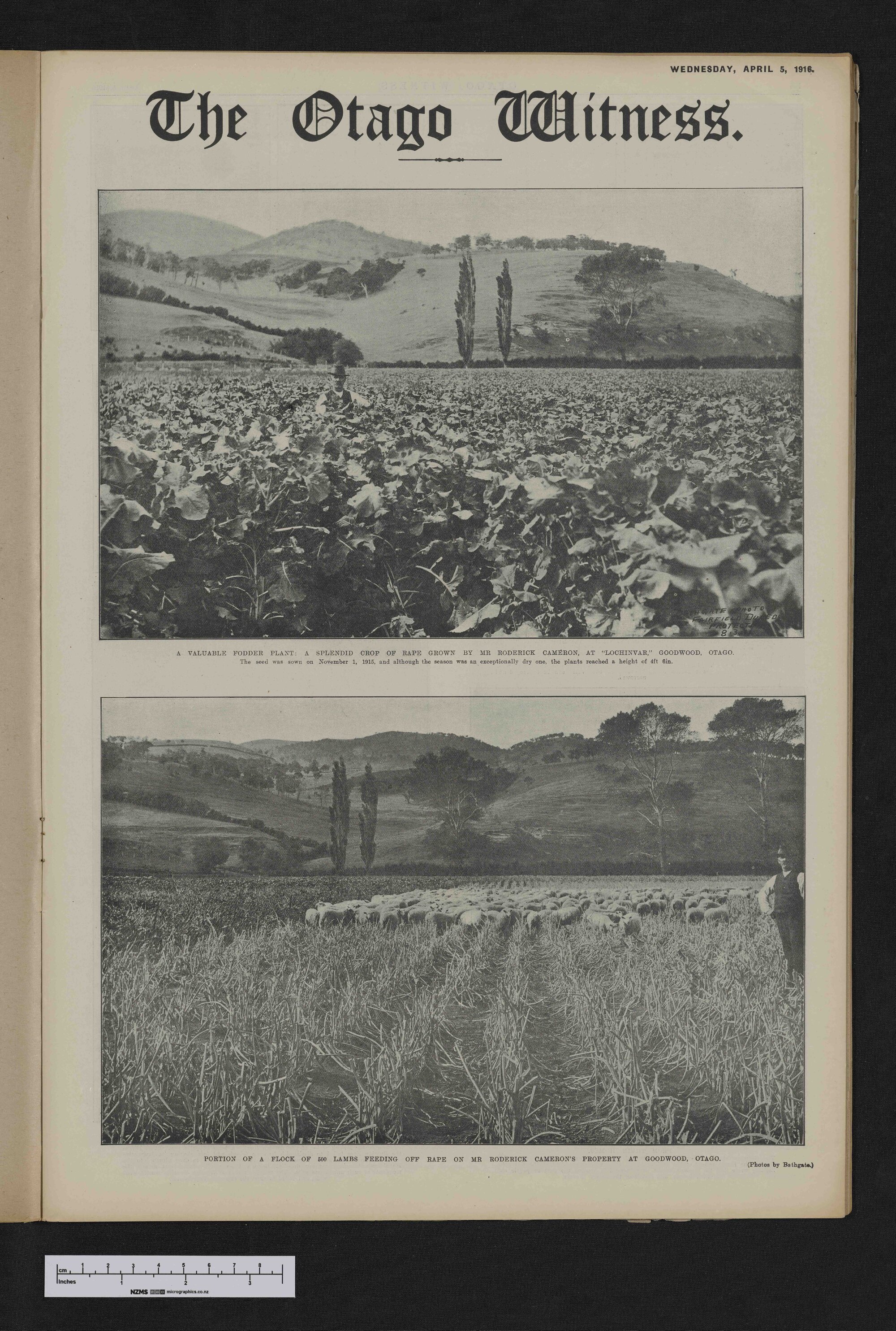 1916-04-05 Otago Witness