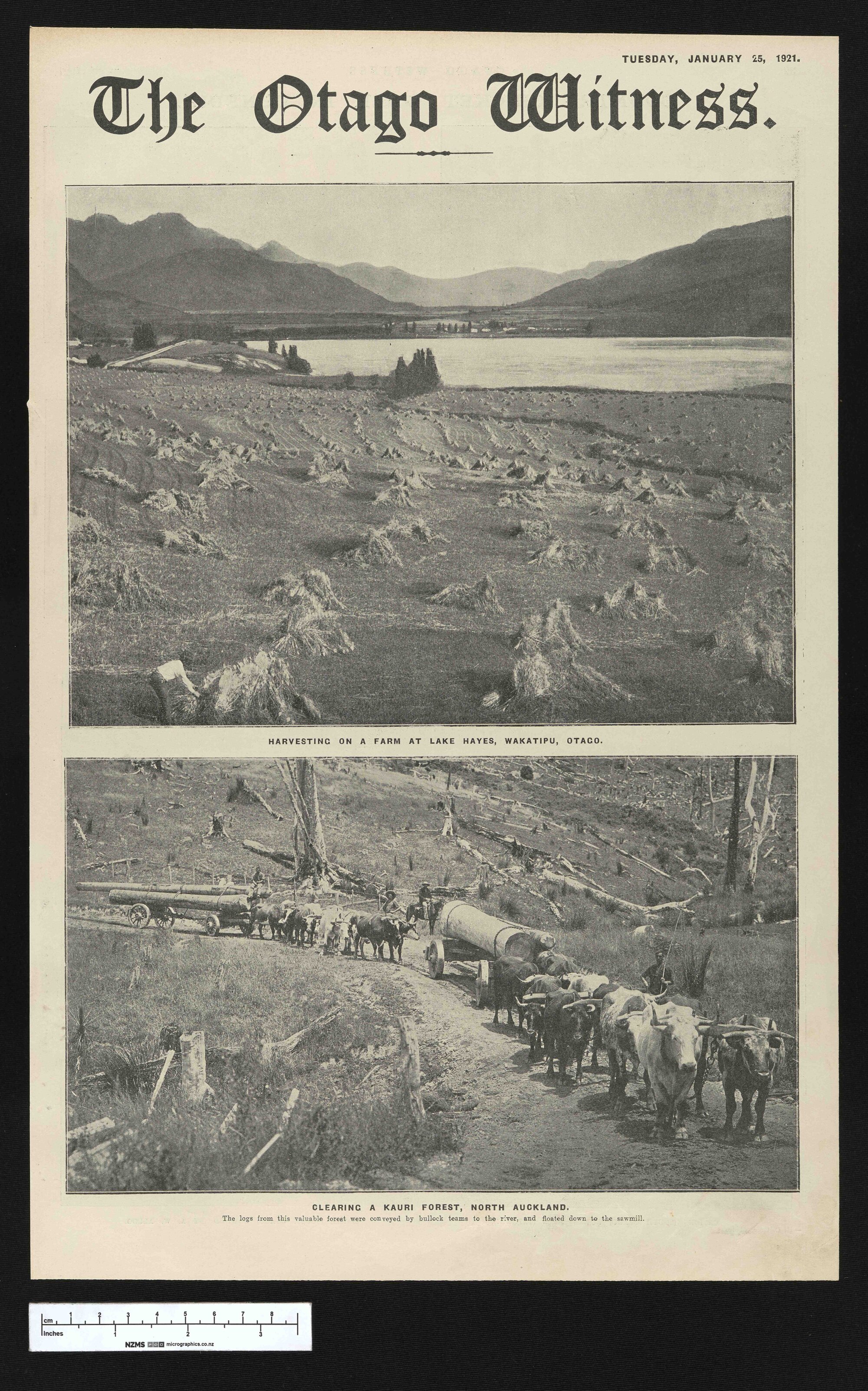 1921-01-25 Otago Witness