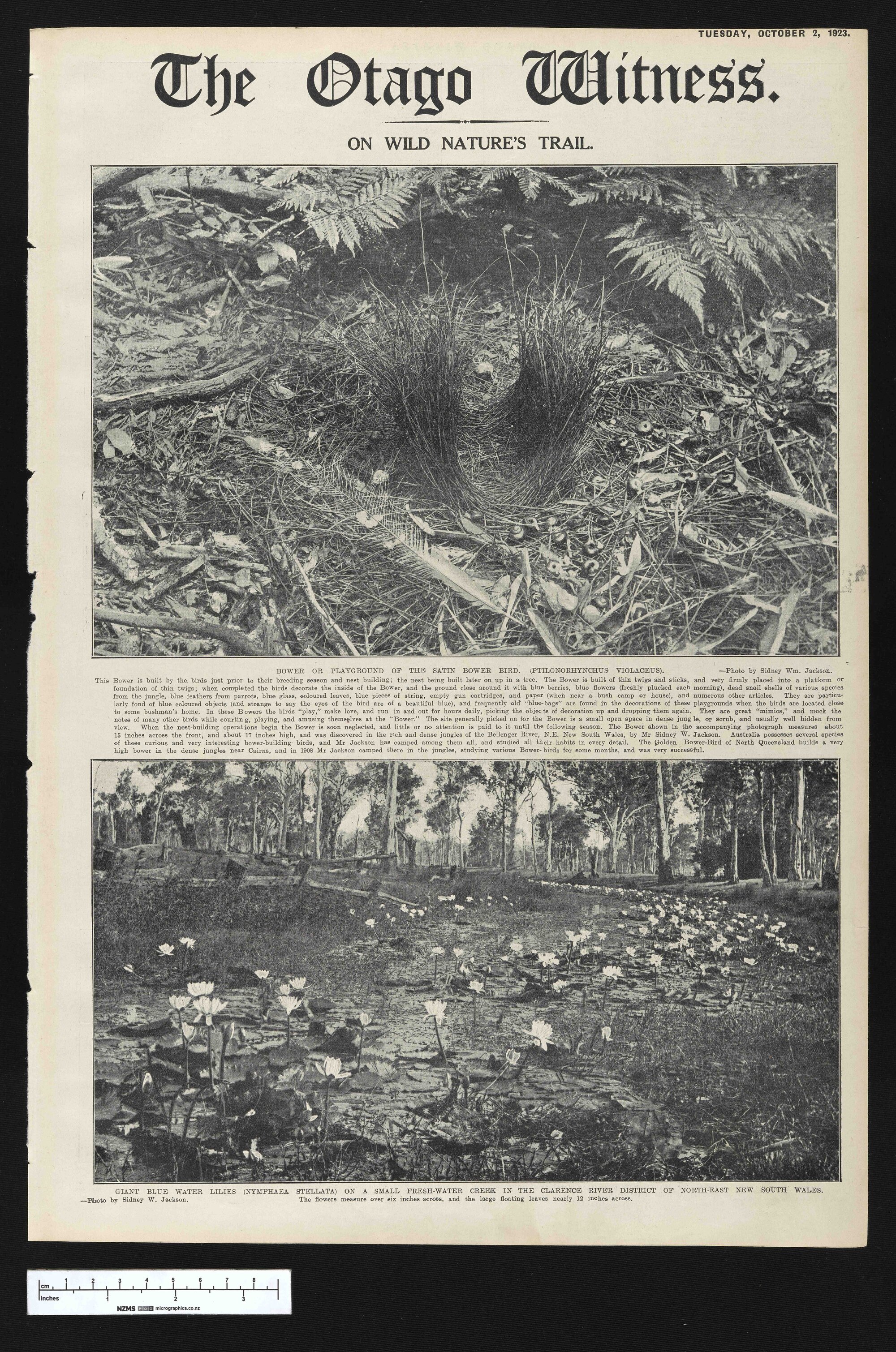 1923-10-02 Otago Witness