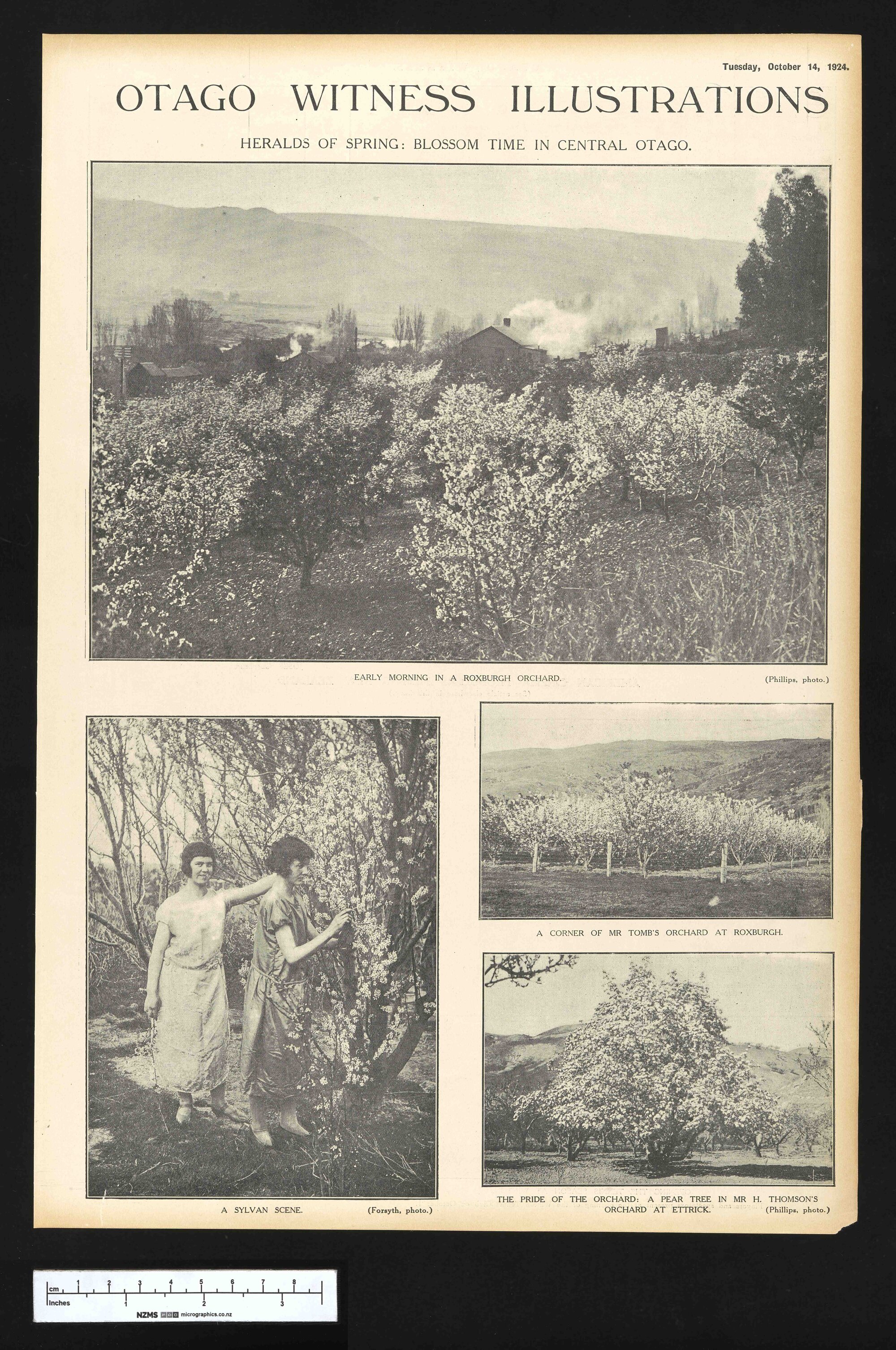 1924-10-14 Otago Witness