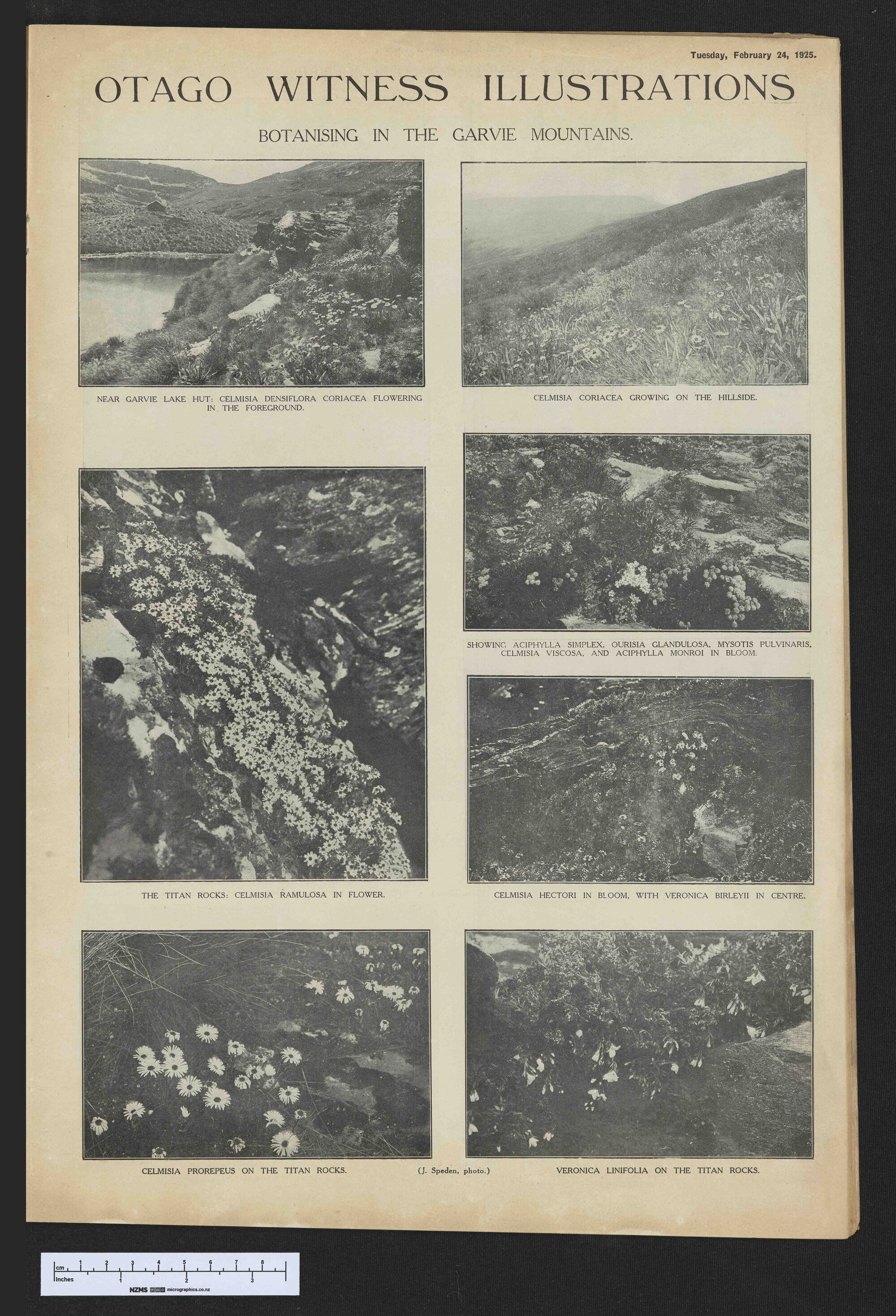 1925-02-24 Otago Witness