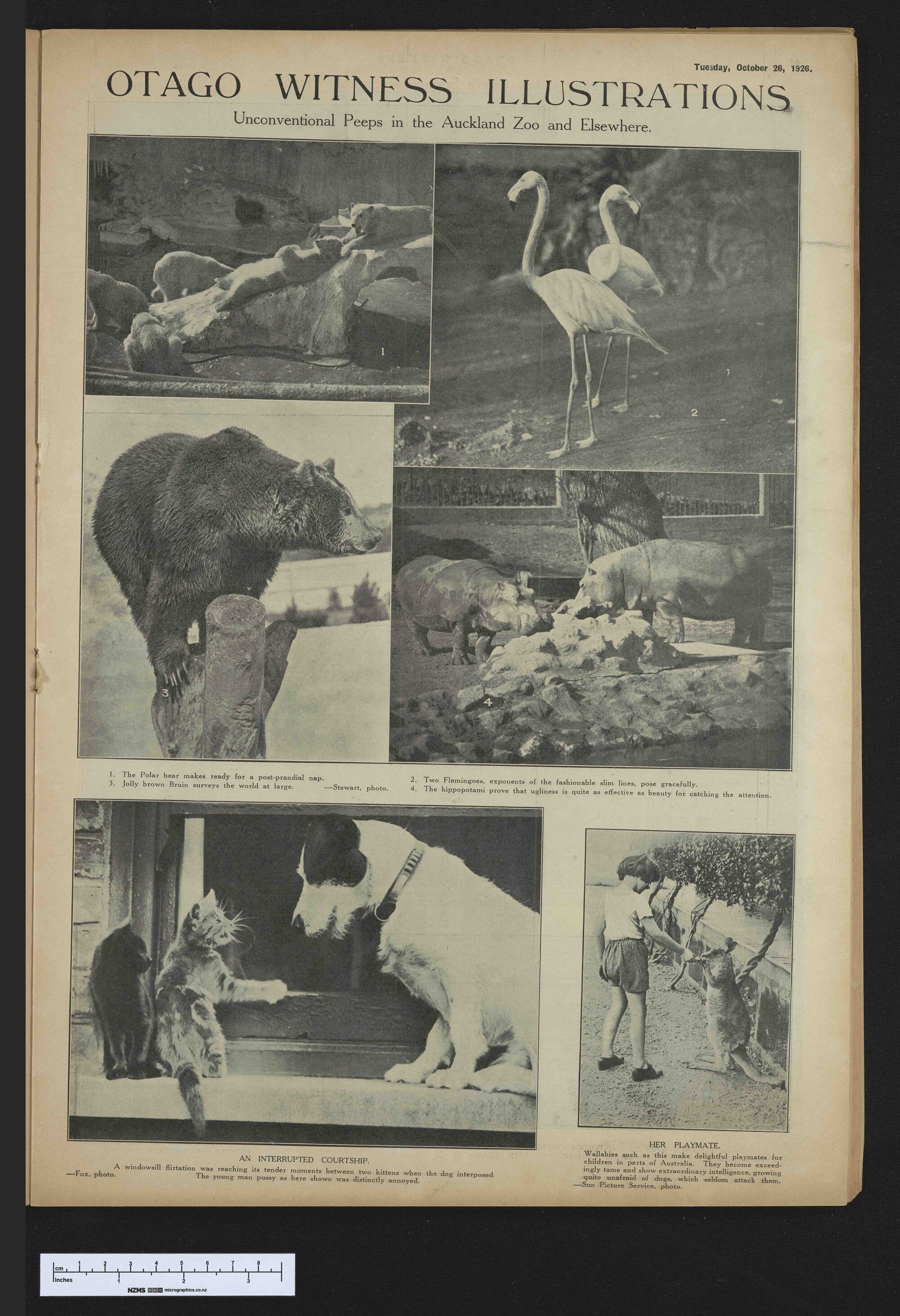 1926-10-26 Otago Witness