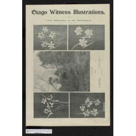 1901-10-16 Otago Witness