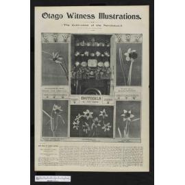 1901-10-23 Otago Witness
