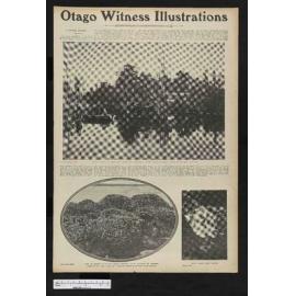 1905-08-23 Otago Witness
