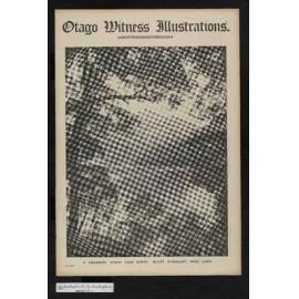 1908-12-23 Otago Witness